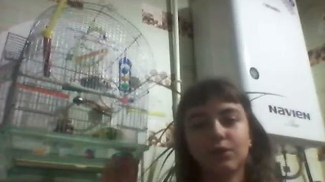 Как приучить попугая? Как отучить попугая кусаться? И что нужно для попугая в первую очередь? смотреть онлайн