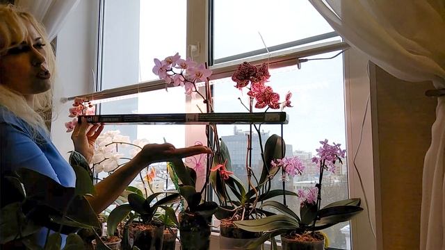 Простая и удобная подсветка для орхидей и комнатных растений! смотреть онлайн