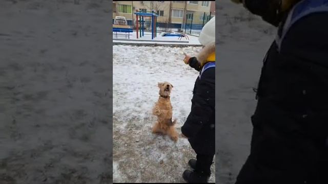 эрдель , лейкленд и девочка. Полное взаимопонимание смотреть онлайн