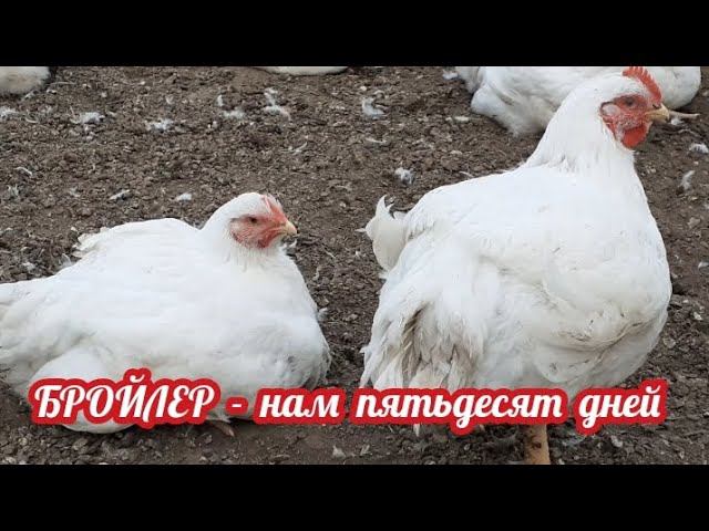 Уличный бройлер в пятьдесят дней.... смотреть онлайн