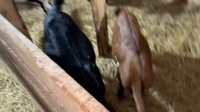 РЕМОНТ КУХНИ В ДЕРЕВЕНСКОМ ДОМЕ ПРОДОЛЖАЕТСЯ! ДЕЛАЕМ ВОДОПРОВОД И КАНАЛИЗАЦИЮ! ЖИЗНЬ ПРОСТЫХ ЛЮДЕЙ! смотреть онлайн
