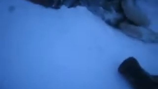 Мёртвая собака смотреть онлайн