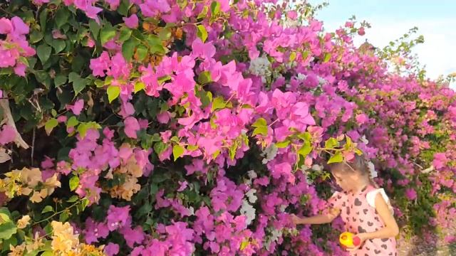 Давно не видели таких цветов смотреть онлайн