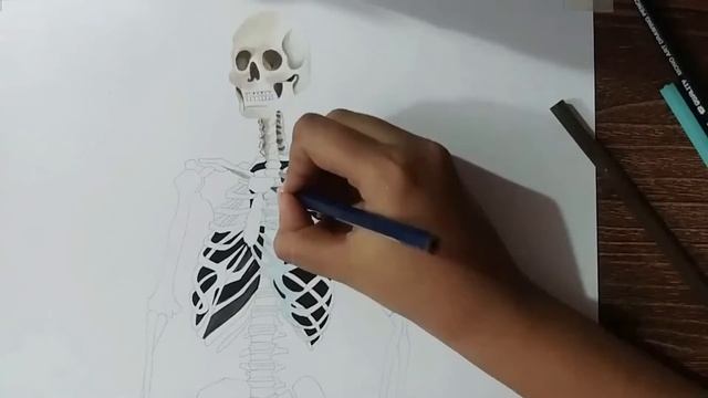 How to draw Professionally a Skeleton System| Best drawn sketch with color pencil. смотреть онлайн