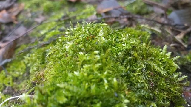 Органная Музыка Баха | Шедевр Классики смотреть онлайн