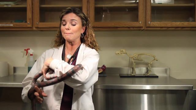 How to Tell the Difference Between a Poisonous Coral Snake & a Non-Poisonous King ... : Exotic Pets смотреть онлайн