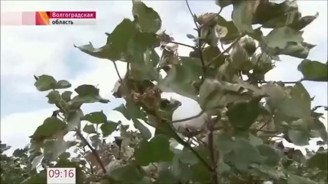 Технологии. Производство ХЛОПКА в мире и в России. смотреть онлайн