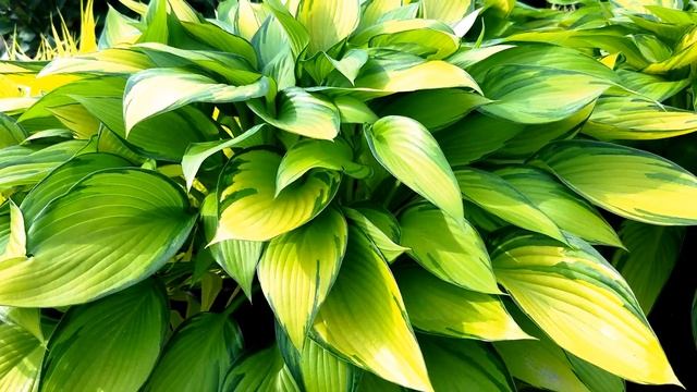 Hosta June Fever -