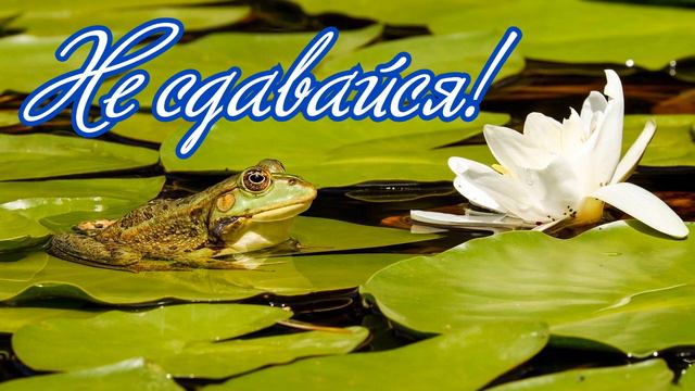 Не сдавайся! Мудрые притчи со смыслом! смотреть онлайн