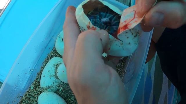 Intermountain Reptile Experience Center Update and Awesome GHI Phantom Ball Python Clutch Cutting! смотреть онлайн