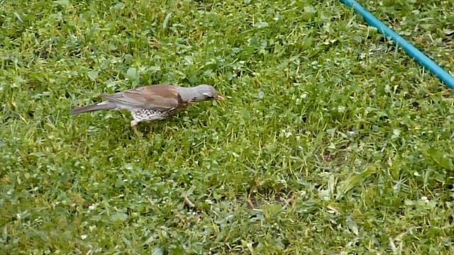 Дрозд рябинник! Клубничный воришка! Фотоохота из кустов ежевики. Моя дачная жизнь. Леопардовая птиц смотреть онлайн