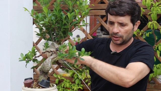 Transformação desde zero de um FICUS TIGER BARK - Alporquia смотреть онлайн