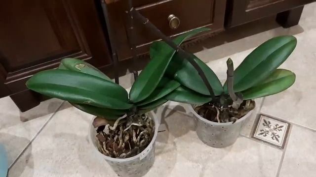 РЕАНИМАЦИЯ ОРХИДЕЙ С НУЛЯ.ОРХИДЕИ ВООБЩЕ БЕЗ КОРНЕЙ.КАК НАРАСТИТЬ КОРНИ. смотреть онлайн