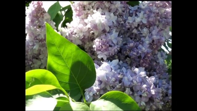 Настрой Сытина на энергию и силу жизни