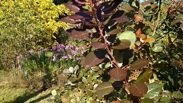 Купили дачу. Косим газон, пересаживаем цветы смотреть онлайн