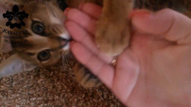 Котята Каракала ,породы Каракет 2,5 мес.