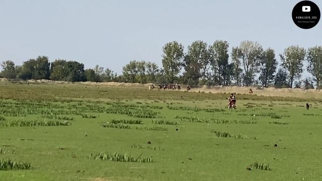 Скачки в Аксае 05.10.2023. Лошади 2-х лет. 1600 м смотреть онлайн