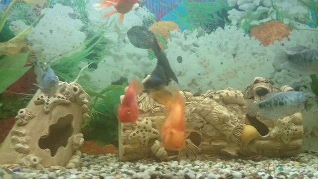 Золотая рыбка телескоп смотреть онлайн