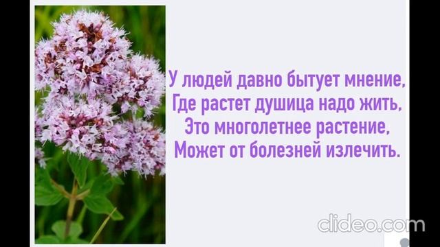 Где растёт душица, надо Жить! Может от болезней излечить! Кошка Подушка. смотреть онлайн