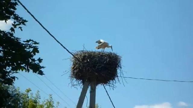 Аист сидит в своем гнезде. 10.08.2016 смотреть онлайн