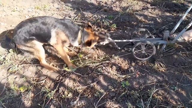 Мухтар помагает копать картошку на огороде ?? смотреть онлайн