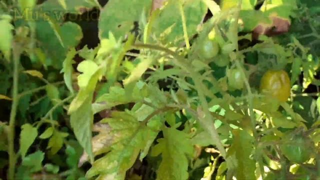 Roma Tomato Harvesting | 5 Different Kinds Of Tomato Grow In My Garden смотреть онлайн