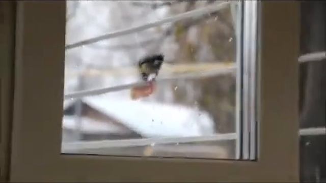 синицы кормим зимой 2015 ноябрь ПРИСОЕДИНЯЙТЕСЬ! смотреть онлайн