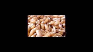 Как проращивать зерно для питания?