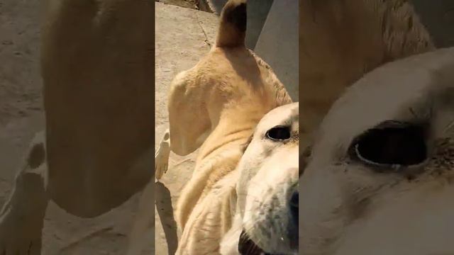 Alabai #alabai #doglover #sara #дрессировка #puppy #dogsvideo #dogs #trendingdogvideo смотреть онлайн