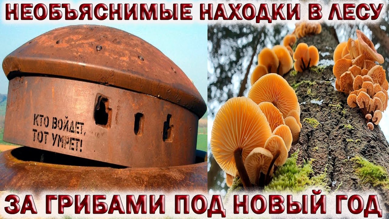 ?ГРИБЫ ПОД НОВЫЙ ГОД!?НАШЁЛ ЗАБРОШЕННЫЙ БУНКЕР В ЛЕСУ.?НАБЛЮДАТЕЛЬНАЯ ВЫШКА.?РАЗРУШЕННЫЙ ЛАГЕРЬ смотреть онлайн