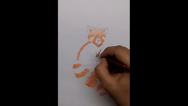 Как нарисовать енотовидную панду. Простой рисунок смотреть онлайн