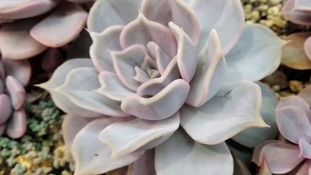 Echeveria Lilacina смотреть онлайн