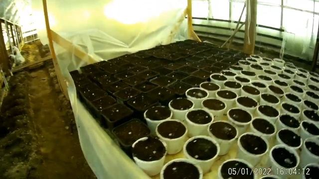 Обзор работ в нашей зимней теплице на 5 января 2022 года смотреть онлайн