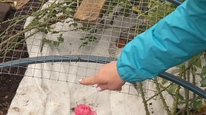 Укрытие  роз на зиму