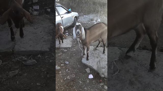 ЭТО КАВКАЗ ДЕТКА! смотреть онлайн