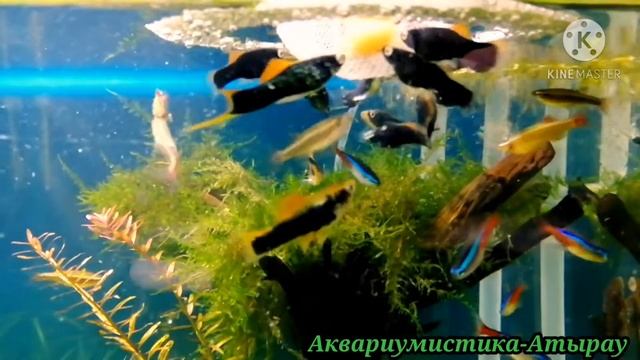 Кормление рыбок в аквариуме( корм сомодельный) смотреть онлайн