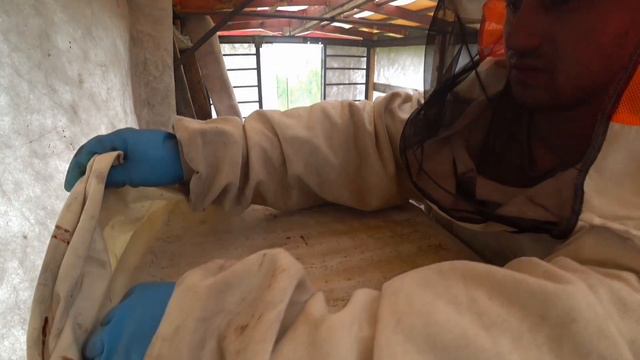 Пчело ферма - Backfast: Новая матка начала сеять загадки. #пчеловодство смотреть онлайн