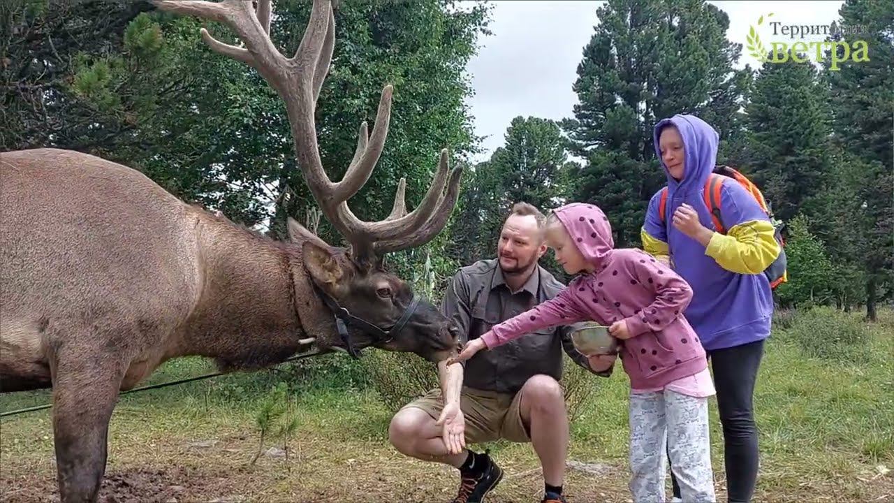 Алтай ЧАСТЬ 2. Дорога Манжерок - Тюнгур. Усть-Канская пещера, зубрятник, марал на Семинском перевале смотреть онлайн