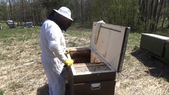 Формирую отводки пчёл в Владимирском улье лежаке методом деления на пол лёта в рамках одного улья. смотреть онлайн