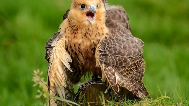 Голоса птиц Как поёт Сокол (Falco).mp4 смотреть онлайн