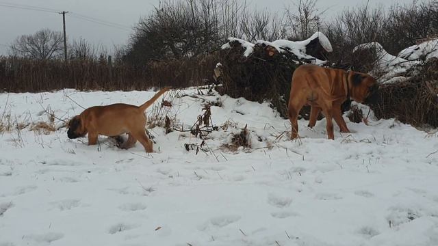 Bullmastiff, szczenięta 10tyg. ❤ WWW.ETRURIA.PL ❤ Hodowla Etruria Polonia FCI ❤ смотреть онлайн