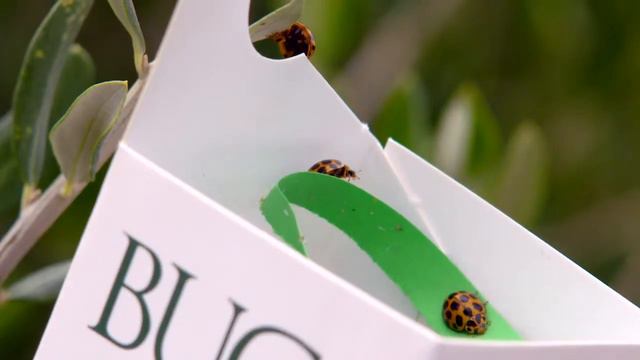 Step inside Australia's largest olive leaf farm смотреть онлайн