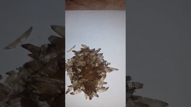 Семена сосны обыкновенной смотреть онлайн