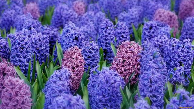 С Юбилеем от 8 А смотреть онлайн