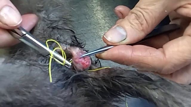 Выпадение кишки у котенка.