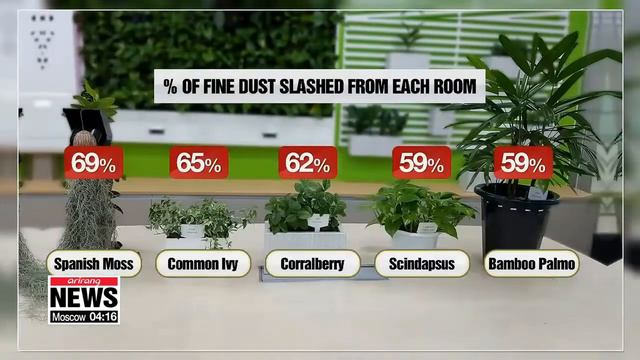 Five Indoor Plants That Help Filter Fine Dust