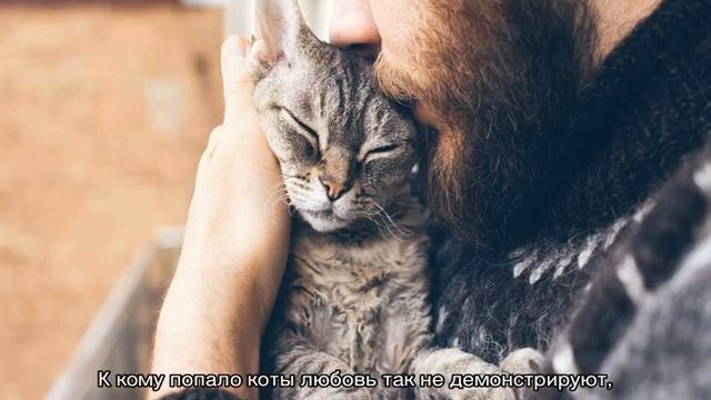 Кошачья любовь: как коты и кошки ее проявляют смотреть онлайн