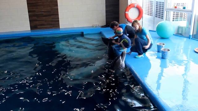 Дельфинарий «Немо». Одесса. Dolphinarium "Nemo'". Odessa. смотреть онлайн