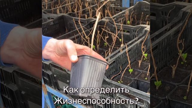 Как определить хороший ли саженец? смотреть онлайн