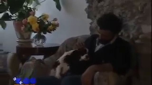 Кавалер Кинг Чарльз спаниель